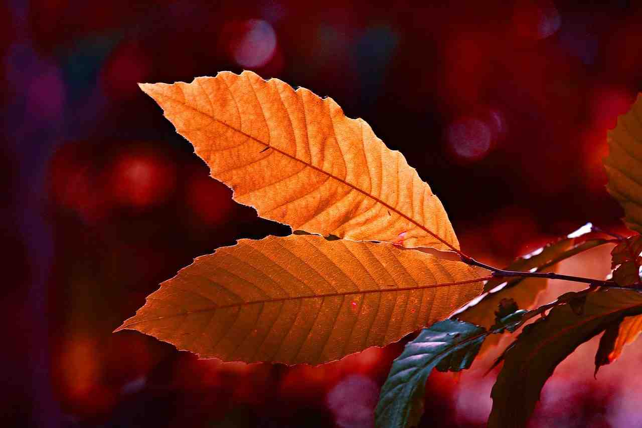 feuilles, brindille, la couleur de l'automne