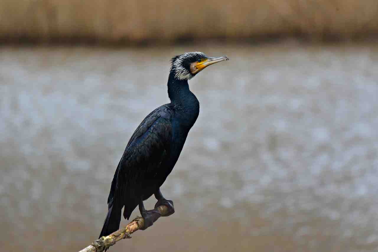 cormoran, oiseaux d'eau, des animaux