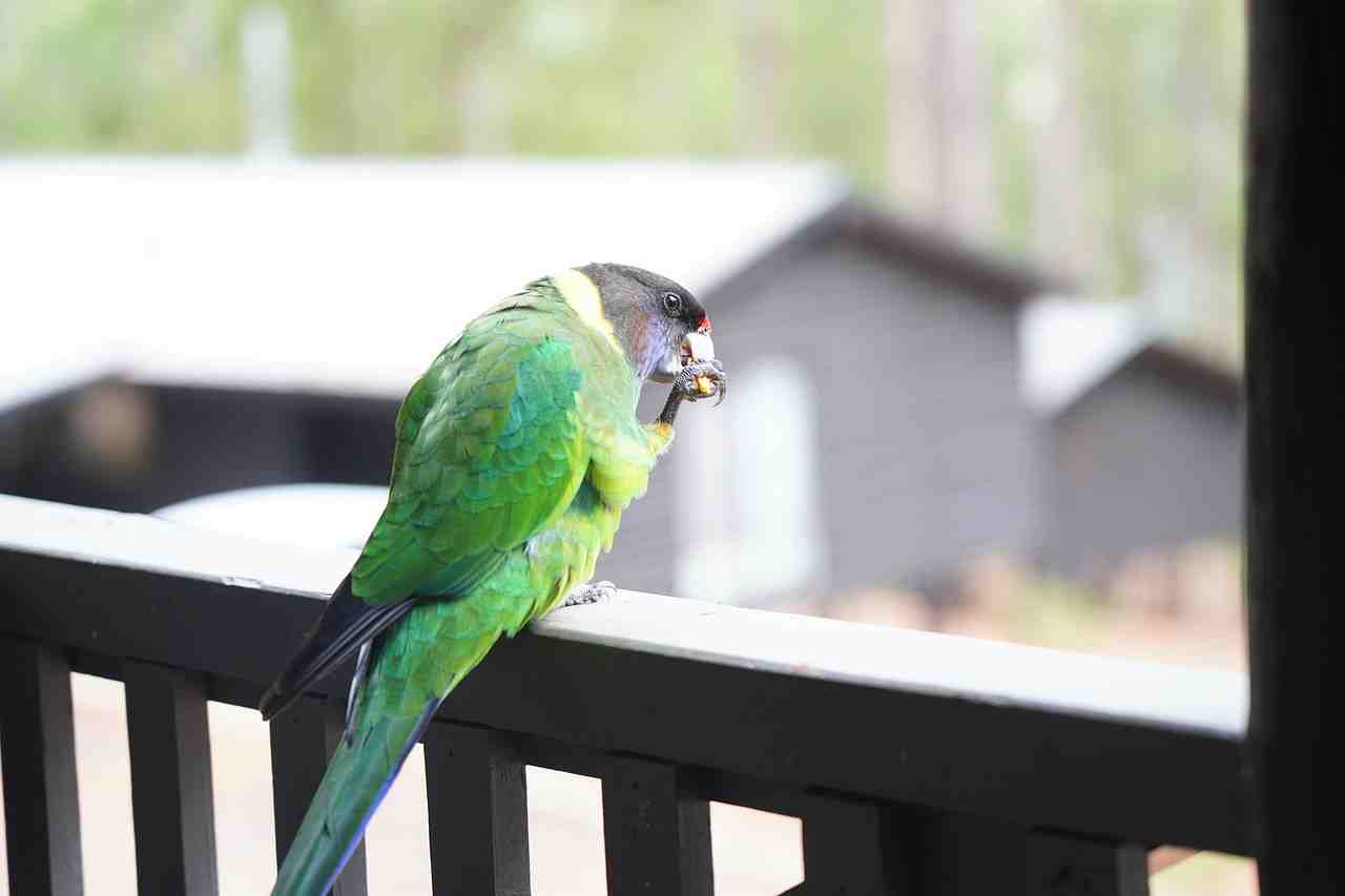 oiseau, 28 parrot, perroquet